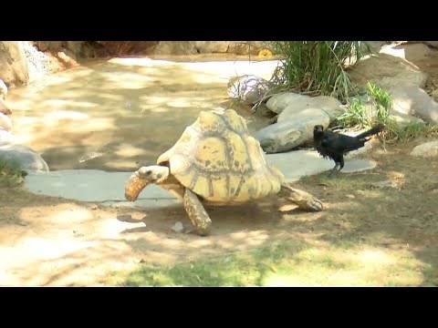 Zoo 4 You: Helpful tips for owning a leopard tortoise
