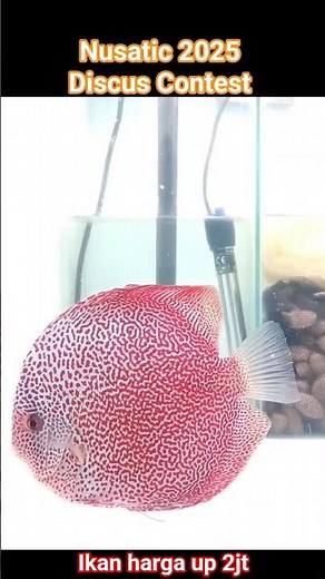Champion discus fish | nusatic 2025 | discus contest | winner discus | freshwater aquarium | expe...