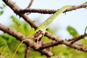 Do Snakes Eat Birds?