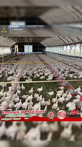 136K views · 5.3K reactions | នេះជារបៀបដែលកសិដ្ឋានមួយចំនួននៅអាម៉េរិកប្រើដើម្បីធ្វើឲ្យមាន់ឆាប់ធំ | Ebook Cambodia | Facebook