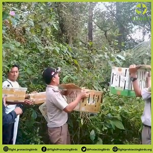 On September 18, 2024, FLIGHT assisted the authority to release hundreds of confiscated Songbirds into their natural habitat. These birds were confiscated in Ketapang Seaport, Banyuwangi on September 17, 2024 ______________________ Pada 18 September 2024, FLIGHT mendukung Otoritas untuk melepasliarkan ratusan burung kicau sitaan ke habitat alaminya. Burung burung ini disita di Pelabuhan Ketapang, Banyuwangi pada 17 September 2024. #release #naturalhabitat #songbirds #birds #java #eastjava #indon