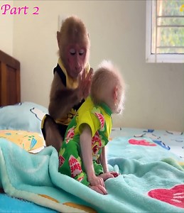 9.1K views · 347 reactions | Part 2 . . . @.Super Monkey Bibi takes care of both the duckling and the baby monkey to help Mom! . #babymonkeycutis #monkeyphoto #BiBi #cutis #reelsviral #monkeys #monkey #reel #viral #fyp #usa #reelfb #funny #tiktok #babymonkey #Shorts #nature #flower #lovely #animals #cute #baby #JicJic #nana #monkeynana #lyly #monkeyLyly #taka #lucky #Lily | Slingshot ride | Facebook