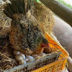 343K views · 8.3K reactions | Hatching with hen amazing pekin duckling hatching from eggs #hatchingeggs #pekinduckling #hatchingeggs #amazingpekin | BIRD 24 | Facebook