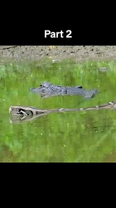 80K views · 717 reactions | Anaconda Vs Crocodile #wildanimals #anaconda #crocodile #animals | Video Snake | Facebook