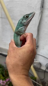 3.5K views · 101 reactions | Loving the turquoise color on this male Anolis luteogularis, Western Giant Anole. #anole #anoles #anolesofinstagram #knightanole #cubanknightanole #anolisluteogularis #crowngiantanole | Gekko & Gecko | Facebook