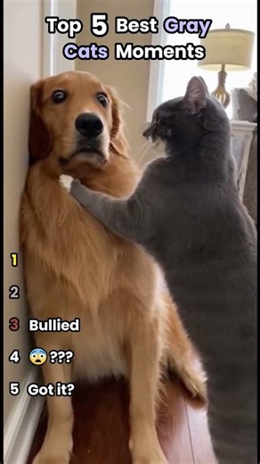 Top 5 Best Gray Cats Moments #graycats #funnyfelines