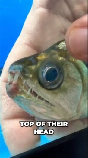 Predatory Fins ® | Rare & Exotic Fish Store on Instagram: "Vampire fish are here! Check out those fangs! These predators can turn their prey head-first into their mouths. Nature is wild! #VampireFish #AmazonFish #ExoticPets #CoolFish #Predator #NatureIsMetal #FishTank #AmazingFish"