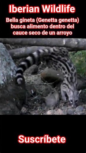 Bella gineta (Genetta genetta) busca alimento dentro del cauce seco de un arroyo.