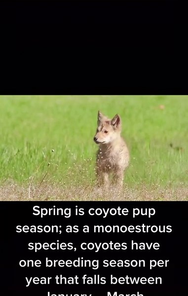 #songdogs #songdog #coyote #coyotes #coyotehowl #canid #canislatrans #pup #animals #bombazine #wildlife #nature #naturetiktok #outdoors #wildlifeconservation #conservation #howl #naturetok #babyanimals