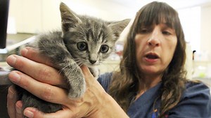 Feral kitten begins path to adoption