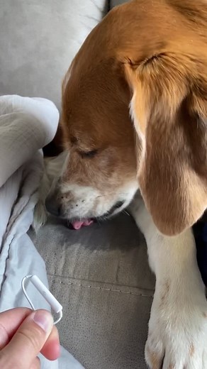 Why Dogs Lick Couches: Understanding Your Pet's Behavior