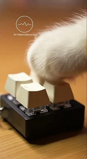 Soft Cat Typing | Keyboard ASMR