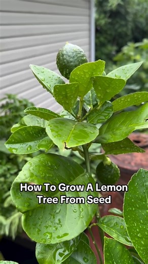 DIY Home Garden on Instagram: "🍋✨ Grow your own lemon tree from seed and unlock a YEAR-ROUND supply of fresh lemons right at home! 🏡 This is seriously the most rewarding (and easiest!) DIY garden project you’ll ever do. Watch how simple it is! 👇 Cc: plantfanatics (IG) #growyourownfood #lemonseed #lemons #lemonade"