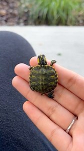 30K views · 1.5K reactions | Aquatic Turtle  Pet Parenting: Turtle...