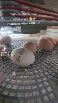 Chick Hatching From Egg | Amazing Egg Hatching Timelapse