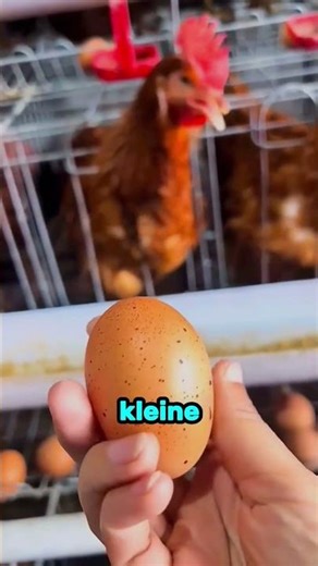 Diese Eier solltest du niemals essen ❗️