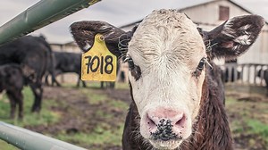 Animals and Other People - Apple TV