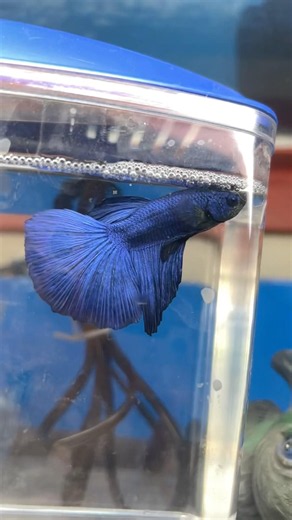 Blue betta #fish #aquascapegallery #aquariumaquascape #aquarium #fishtank #fishtankdecor #pets