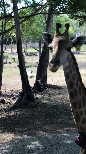 What noise does a giraffe make? Giraffe sound effect HD #giraffe #shorts #wildlife #soundeffects