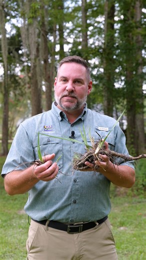 Late summer is the best time to divide Louisiana irises. #louisianairis #garden #horticulture #LSUAgCenter | LSU AgCenter