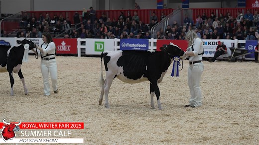Royal Winter Fair Holstein Show 2025 - Summer Calf | The Bullvine