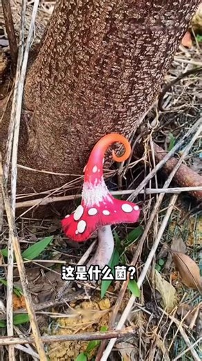 25 种蘑菇大盘点！可食用、有毒、药用，一次全看懂！ #蘑菇 #蘑菇科普 #菌菇 #科普 #科普一下