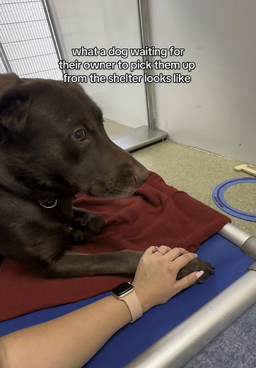 Comforting New Sheltered Dogs in Their Time of Need