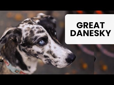 Husky Great Dane Mix AKA Great Danesky
