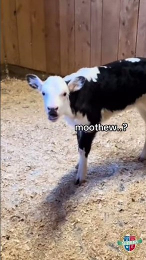 Why do Cows Moo? | NSTEM