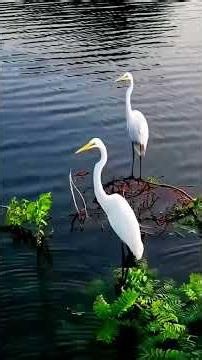 Have You Ever Seen Birds This Cute? | Adorable Birds Moments in Nature