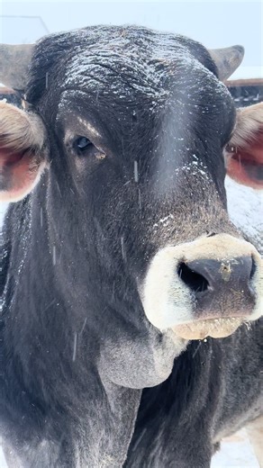 Cold mornings don’t stop around here. Cattle still need fed. Chores still get done. That’s why I built a business that works while I’m right here on the farm. Hard work deserves backup. DM me “FARM” #fyp #farmlife #business #ask #success