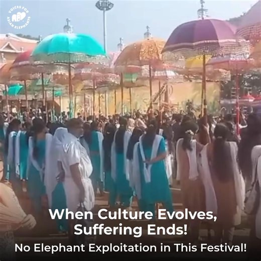 🎶🌸 𝐓𝐫𝐚𝐝𝐢𝐭𝐢𝐨𝐧 𝐞𝐯𝐨𝐥𝐯𝐞𝐝—𝐰𝐢𝐭𝐡𝐨𝐮𝐭 𝐜𝐡𝐚𝐢𝐧𝐬. At the iconic Thrissur Pooram grounds, the spirit of pandimelam and kudamaattam came alive—this time without using live elephants. For the first time, a state-sponsored cultural celebration recreated the grandeur and rhythm of Pooram through music, movement, and symbolism alone, proving that heritage can thrive without harm 🐘💚. As Kerala’s bravest voice for elephants, 𝐕𝐞𝐧𝐤𝐢𝐭𝐚𝐜𝐡𝐚𝐥𝐚𝐦, who has repeatedly risked his l