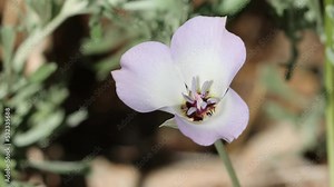 White flowering axillaterminal determinate cyme inflorescence of Calochortus Invenustus, Liliaceae, native perennial monoclinous deciduous herb in the San Gabriel Mountains, Transverse Ranges, Summer.