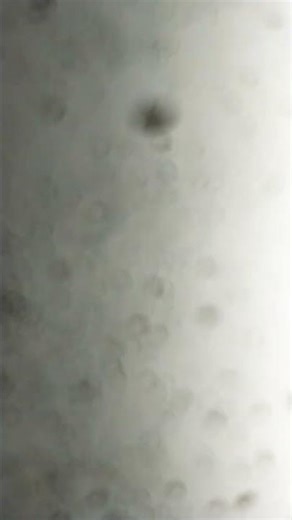 13 जनवरी 2026