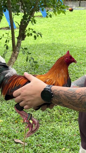 Understanding Gamefowl Breeding and Care