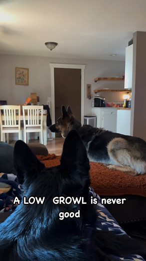 A LOW GROWL is a WARNING #fblifestyle #germanshepherd #germanshepherdsofinstagram #germanshepherdpuppy #gsd #gsdoftiktok #reels | Zeus