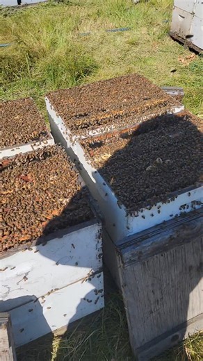 Giving more space for the bees We're Doubling our hives today | King Bee PH