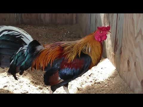 Gilmore x roundhead vs sweater | Quality gamefowl bloodlines