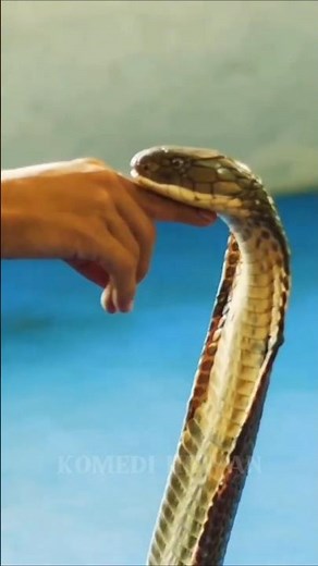 gaboon viper vs king kobra #youtubeshorts #snake