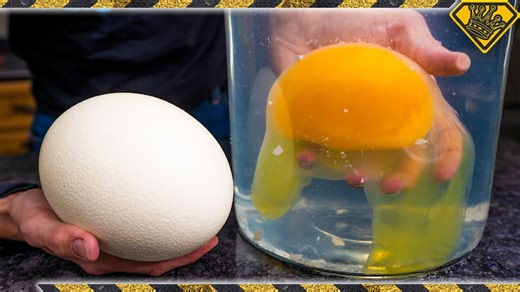 Check out these fun experiments using ostrich eggs