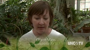 Troubleshooting House Plants