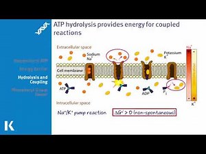 The Role of ATP: The Energy Currency of the Cell