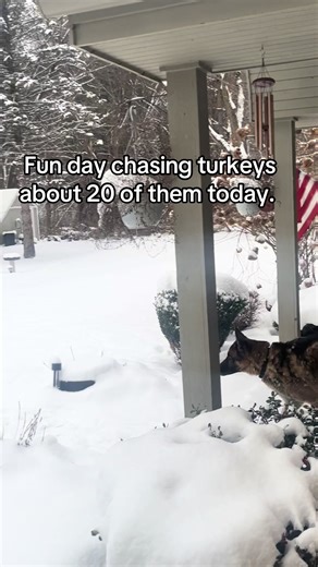 Almost got them. #gsd #gsdoftiktok #michigan