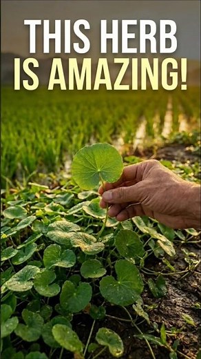 99% of People Don't Recognize This Incredible Herb! 🌿 (Gotu Kola)