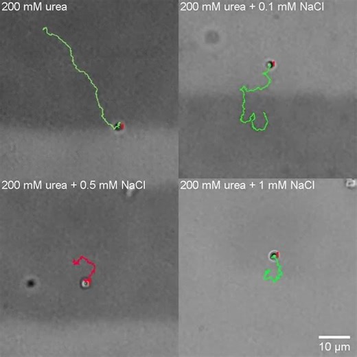 Ionic Species Affect the Self-Propulsion of Urease-Powered Micromotors S8