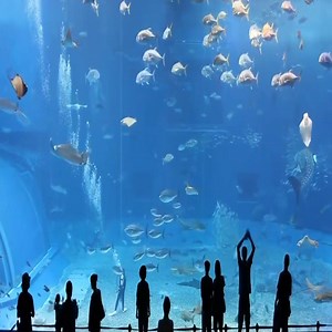 19M views · 8.8K reactions | Aquarium in Okinawa Japan | Bucket List Travels | Facebook