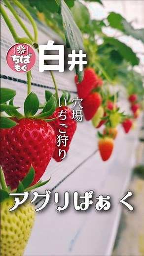 白井▷超穴場のいちご狩り【場所】アグリぱぁく