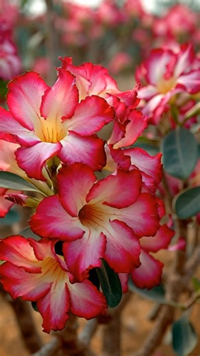 Desert Roses | Home Gardening
