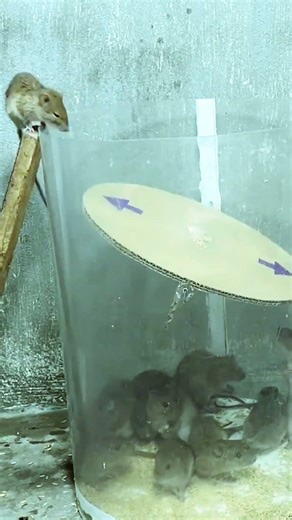 Genius mouse trap design mice can't resist #mousetrap #rattrap #shorts