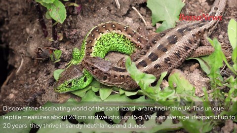 The secret life of one of Britain’s rarest lizards